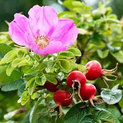 Шиповник  в Астрахани