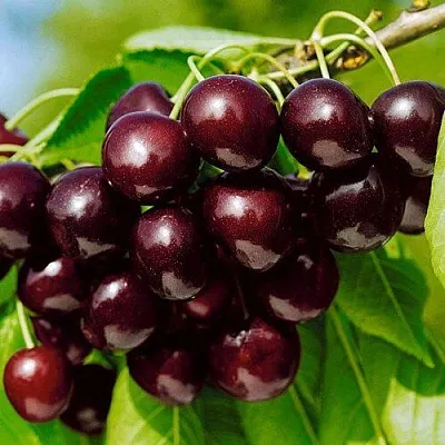 Черешня ВИТЯЗЬ  Черешня ВИТЯЗЬ в Астрахани