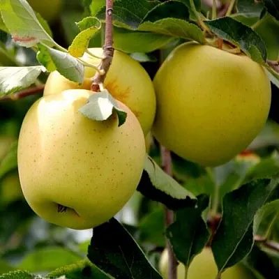 Яблоня ГОЛДЕН ВЛАДИМИРСКИЙ  Яблоня ГОЛДЕН ВЛАДИМИРСКИЙ в Астрахани