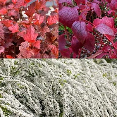 Комплект ЖИВАЯ ИЗГОРОДЬ в Астрахани