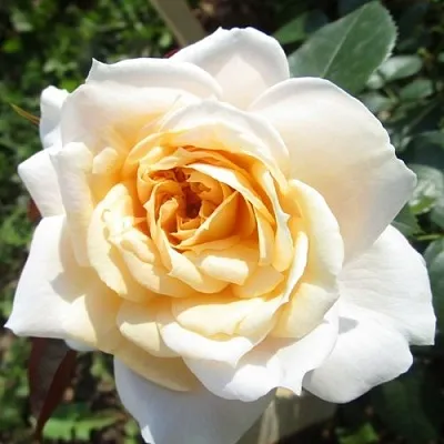 Саженцы роз ЛИОНС РОУЗ флорибунда  Саженцы роз ЛИОНС РОУЗ флорибунда в Астрахани