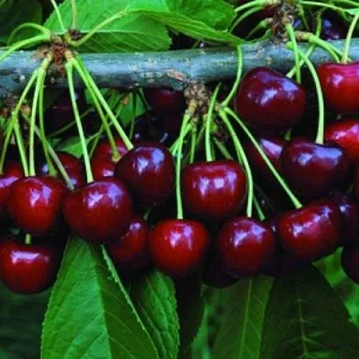 Черешня ВЕДА  Черешня ВЕДА в Астрахани