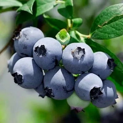 Голубика СИЕРРА в Астрахани