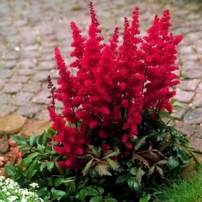 Астильба ГЛАТ Арендса — описание сорта Астильба ГЛАТ Арендса в Астрахани