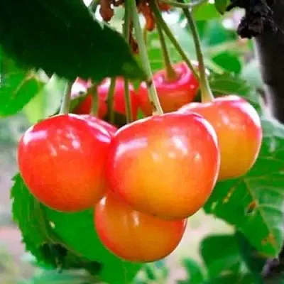 Черешня ДОНЧАНКА  Черешня ДОНЧАНКА в Астрахани