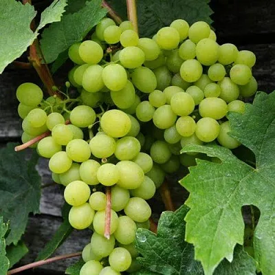 Виноград АЛЕШЕНЬКИН  Виноград АЛЕШЕНЬКИН в Астрахани