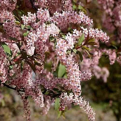 Черемуха НЕЖНОСТЬ в Астрахани