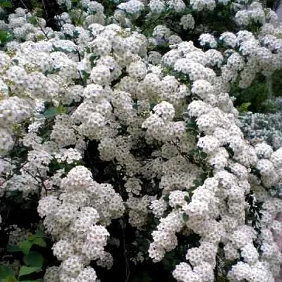 Спирея ВАНГУТТА  Спирея ВАНГУТТА в Астрахани