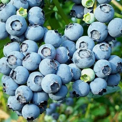 Голубика ПУРУ в Астрахани