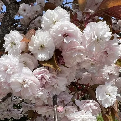 Сакура ШИРОФУГЕН  Сакура ШИРОФУГЕН в Астрахани