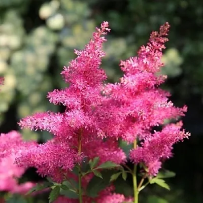 Астильба САННИ ДЕЙ гибридная  Астильба САННИ ДЕЙ гибридная в Астрахани