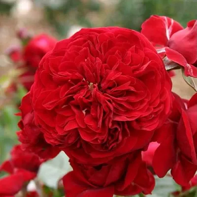 Саженцы роз КРАСНАЯ ШАПОЧКА флорибунда  Саженцы роз КРАСНАЯ ШАПОЧКА флорибунда в Астрахани