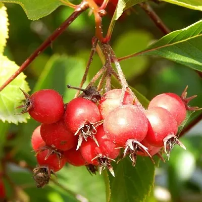Боярышник ШАМИЛЬ  Боярышник ШАМИЛЬ в Астрахани