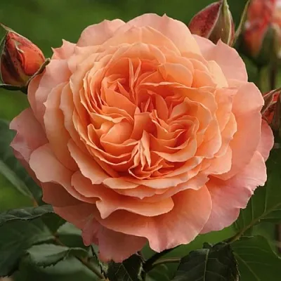 Саженцы роз БЕЛЬВЕДЕР шраб  Саженцы роз БЕЛЬВЕДЕР шраб в Астрахани