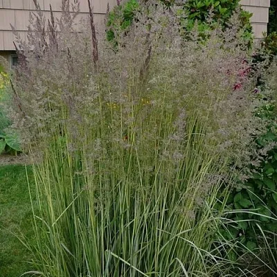 Вейник АВАЛАНШ остроцветковый  Вейник АВАЛАНШ остроцветковый в Астрахани