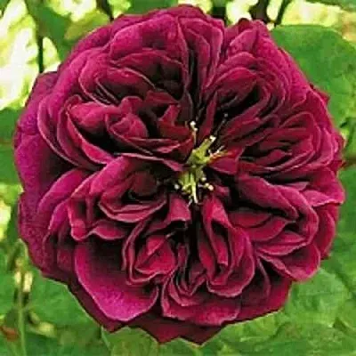 Саженцы роз ЗЕ ПРИНЦ английская  Саженцы роз ЗЕ ПРИНЦ английская в Астрахани