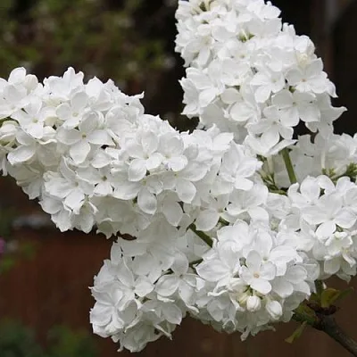 Сирень ФЛОРА в Астрахани