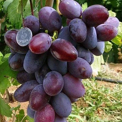 Средние сорта  Средние сорта в Астрахани