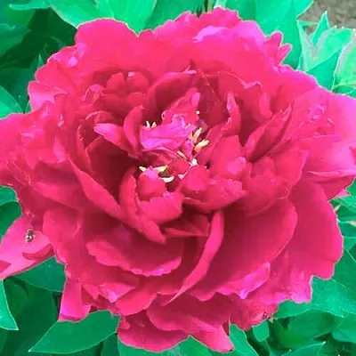 Пион ОСТРОВНОЙ МИНИСТР древовидный  Пион ОСТРОВНОЙ МИНИСТР древовидный в Астрахани