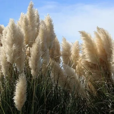 Кортадерия белая (пампасная трава) в Астрахани