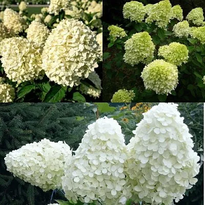 Комплект НЕЖНЫЙ КАПУЧИНО в Астрахани