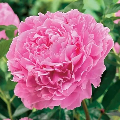 Пион МИСС ЭКХАРТ травянистый  Пион МИСС ЭКХАРТ травянистый в Астрахани