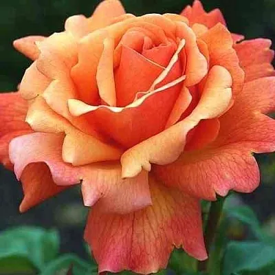 Саженцы роз ИЗИ ДАЗ ИТ флорибунда  Саженцы роз ИЗИ ДАЗ ИТ флорибунда в Астрахани