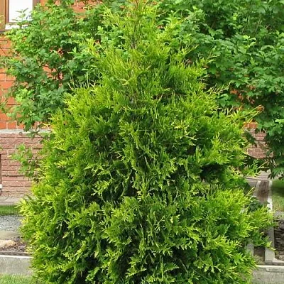 Туя АНЯ (АНИЕ) западная  Туя АНЯ (АНИЕ) западная в Астрахани