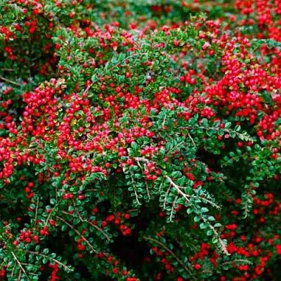 Кизильник горизонтальный  Кизильник горизонтальный в Астрахани