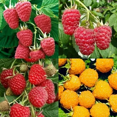 Комплект МАЛИНОВОЕ АССОРТИ в Астрахани