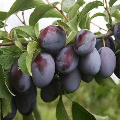 Слива РЕНКЛОД  Слива РЕНКЛОД в Астрахани