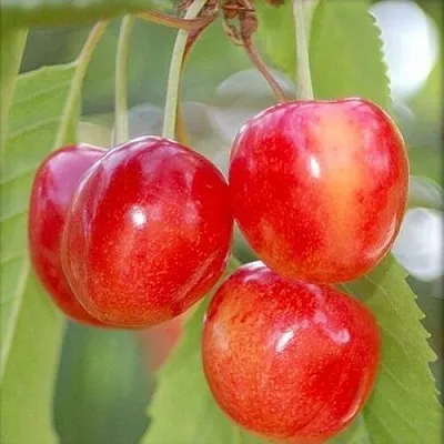 Черешня МЕДУНИЦА  Черешня МЕДУНИЦА в Астрахани