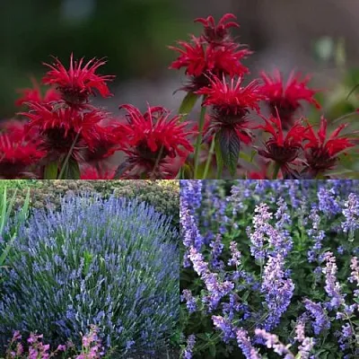 Комплект АРОМАТНЫЙ ЧАЙ в Астрахани