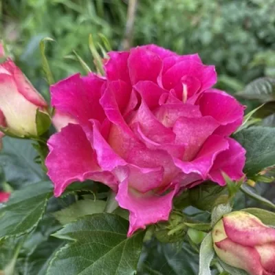 Саженцы роз БРЕРА флорибунда  Саженцы роз БРЕРА флорибунда в Астрахани