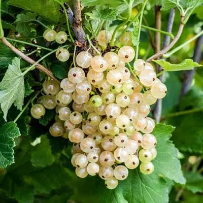 Смородина белая БЕЛАЯ ПОТАПЕНКО  Смородина белая БЕЛАЯ ПОТАПЕНКО в Астрахани