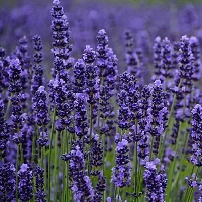 Лаванда МАНСТЕД узколистная  Лаванда МАНСТЕД узколистная в Астрахани