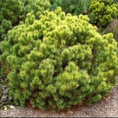 Ель ДАНС ДВАРФ обыкновення  Ель ДАНС ДВАРФ обыкновення в Астрахани