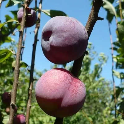 Плумкот ВЕЙ ВОНГ  Плумкот ВЕЙ ВОНГ в Астрахани