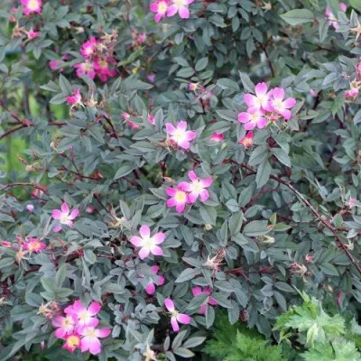 Саженцы роз сизая в Астрахани