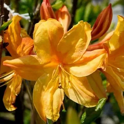 Азалия ГОЛДЕН ЛАЙТС листопадная  Азалия ГОЛДЕН ЛАЙТС листопадная в Астрахани