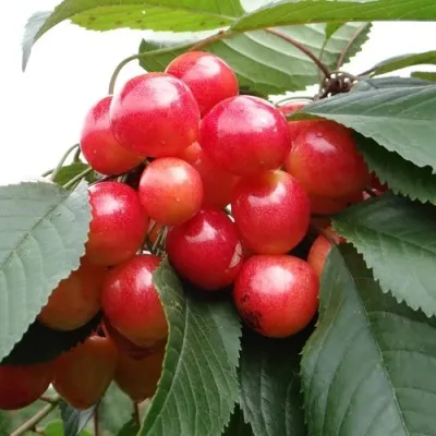 Черешня ГАСТИНЕЦ — описание сорта Черешня ГАСТИНЕЦ в Астрахани