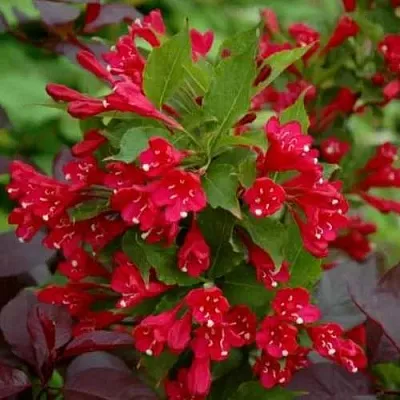 Вейгела РЕД ПРИНЦ  Вейгела РЕД ПРИНЦ в Астрахани