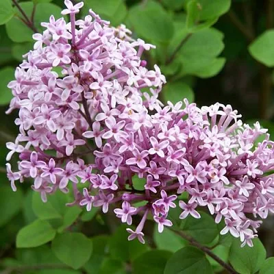 Сирень ПАЛИБИН   Сирень ПАЛИБИН  в Астрахани