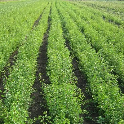 Подвой в Астрахани