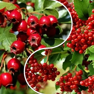 Комплект БУДЬ ЗДОРОВ в Астрахани