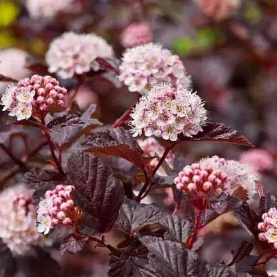 Пузыреплодник АНДРЕ   Пузыреплодник АНДРЕ  в Астрахани