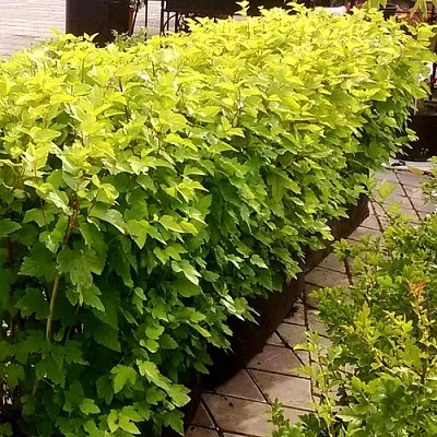 Комплект АНГЕЛ ГОЛД в Астрахани