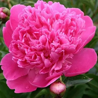 Пион ЭДУЛИС СУПЕРБА травянистый  Пион ЭДУЛИС СУПЕРБА травянистый в Астрахани