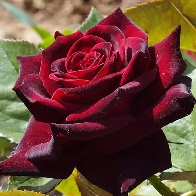 Саженцы роз БЛЭК БАККАРА чайно-гибридная в Астрахани