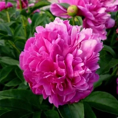 Пион ФЕЛИКС КРАУССЕ травянистый  Пион ФЕЛИКС КРАУССЕ травянистый в Астрахани